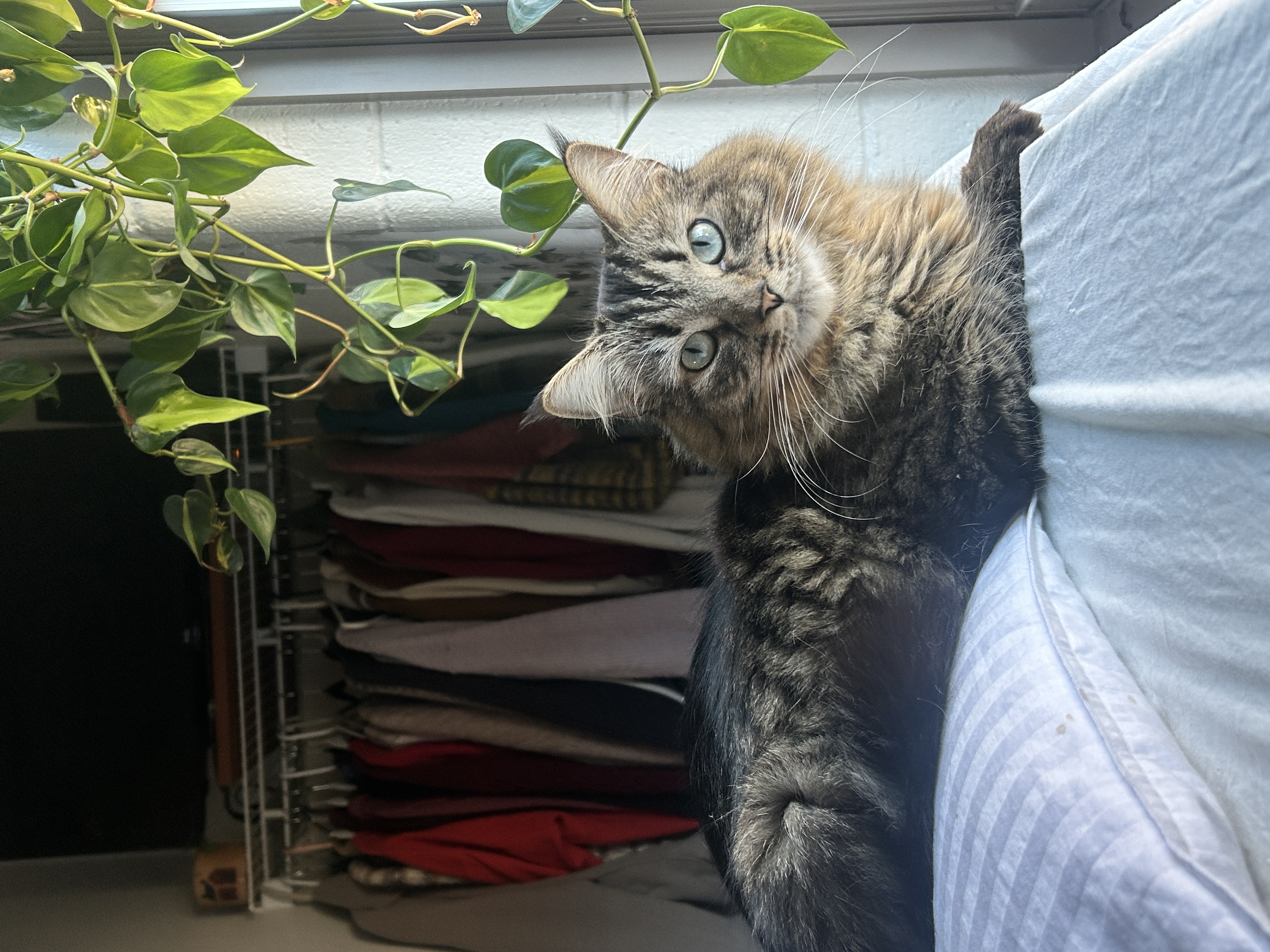 Kitty